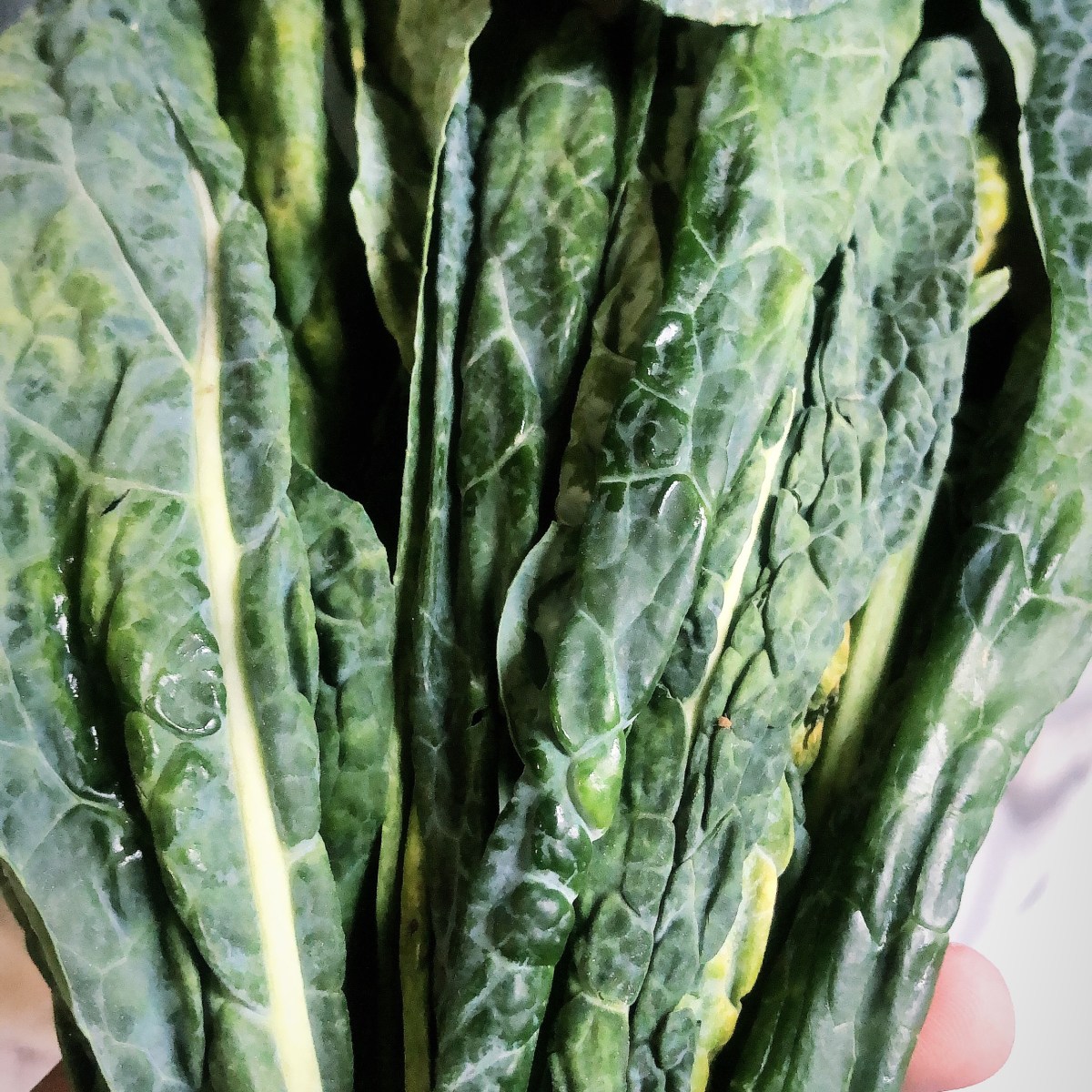 Golden Beet Greens