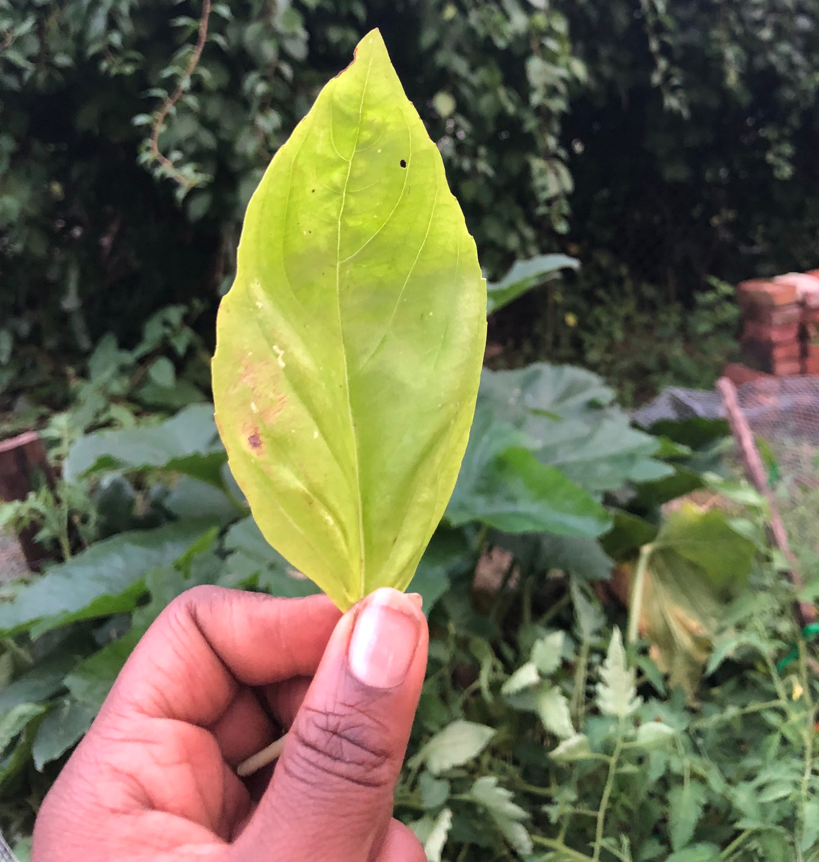 Me holding up a basil leaf with my garden in the background.