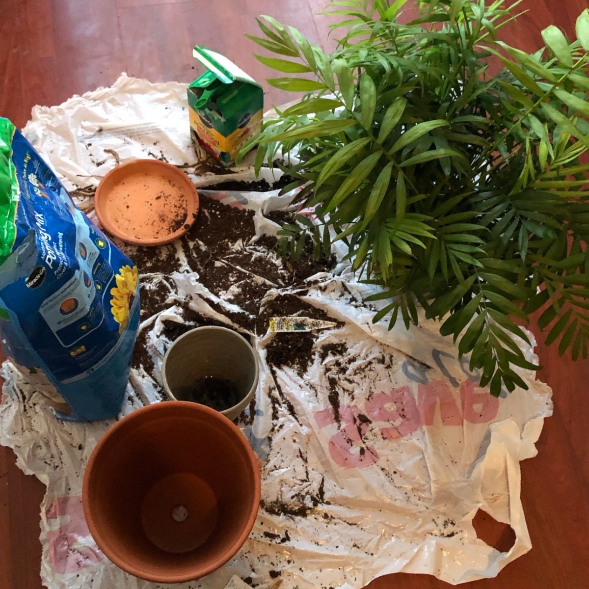 It’s Time to Repot Your&nbsp;Plant!