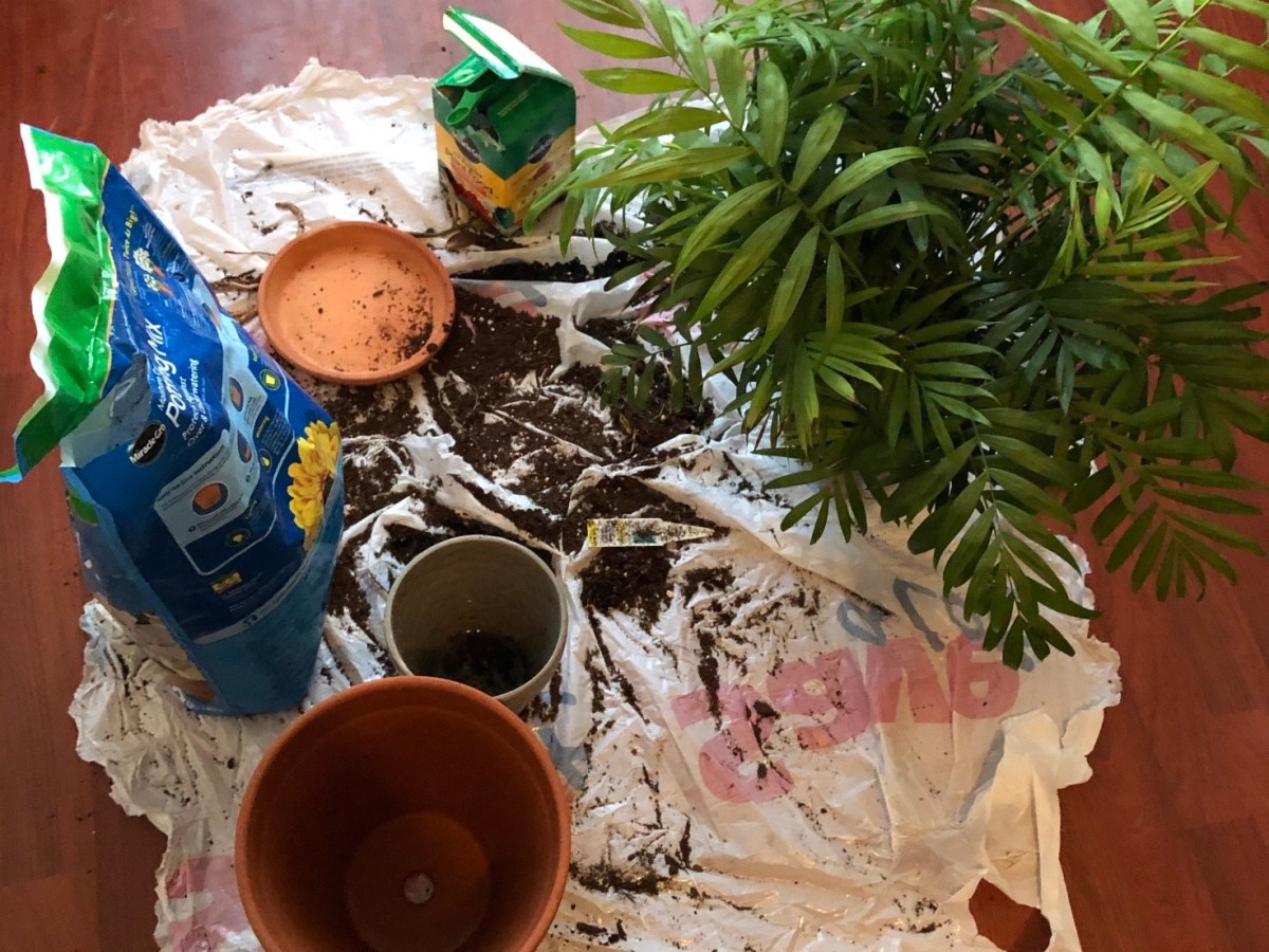 It’s Time to Repot Your&nbsp;Plant!