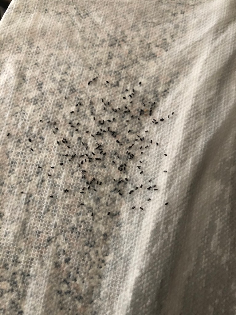 lavender  seeds on a wet paper towel
