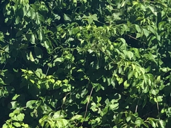 Garden Log #1 – Weeds, Vines, and&nbsp;Shears