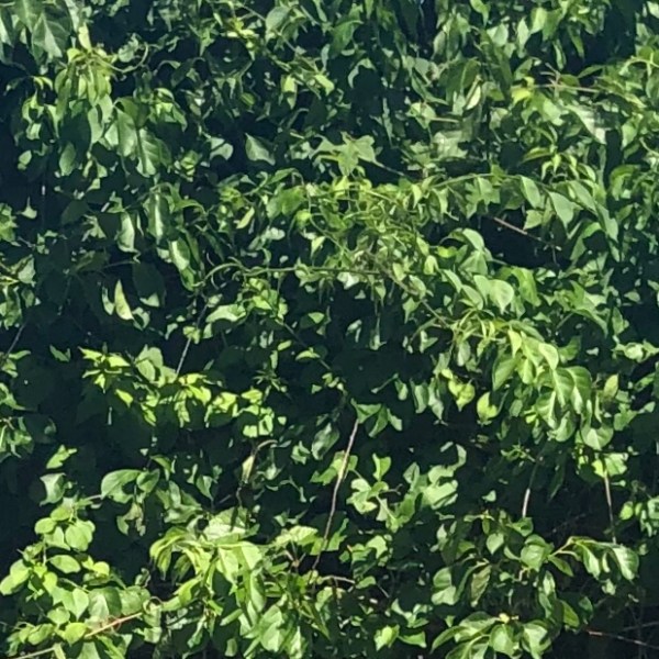 Garden Log #1 – Weeds, Vines, and&nbsp;Shears