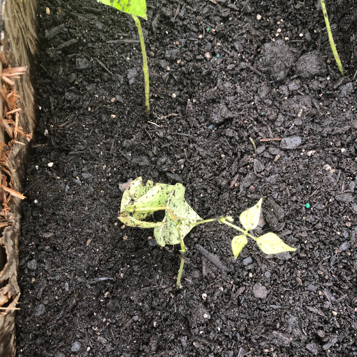 Garden Log #2 – Intruder&nbsp;Alert!