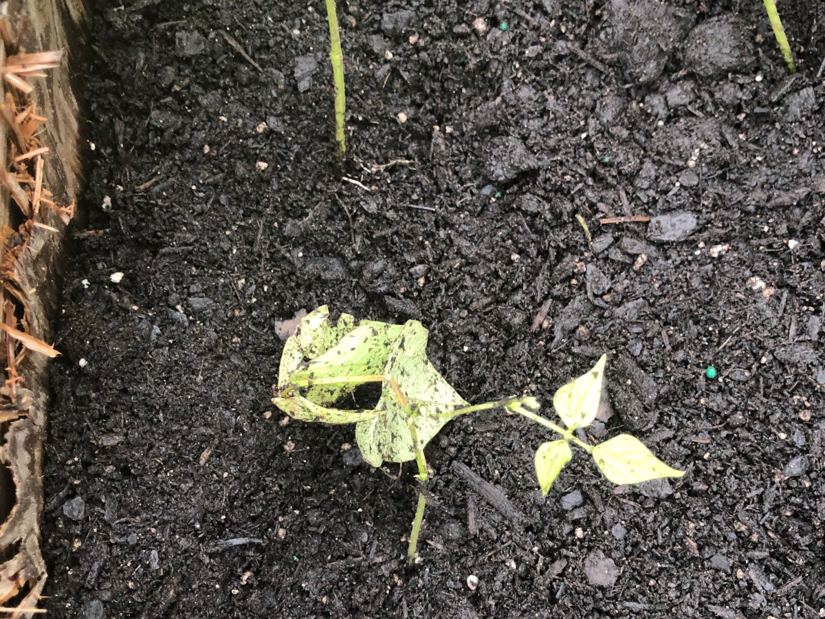 Garden Log #2 – Intruder&nbsp;Alert!