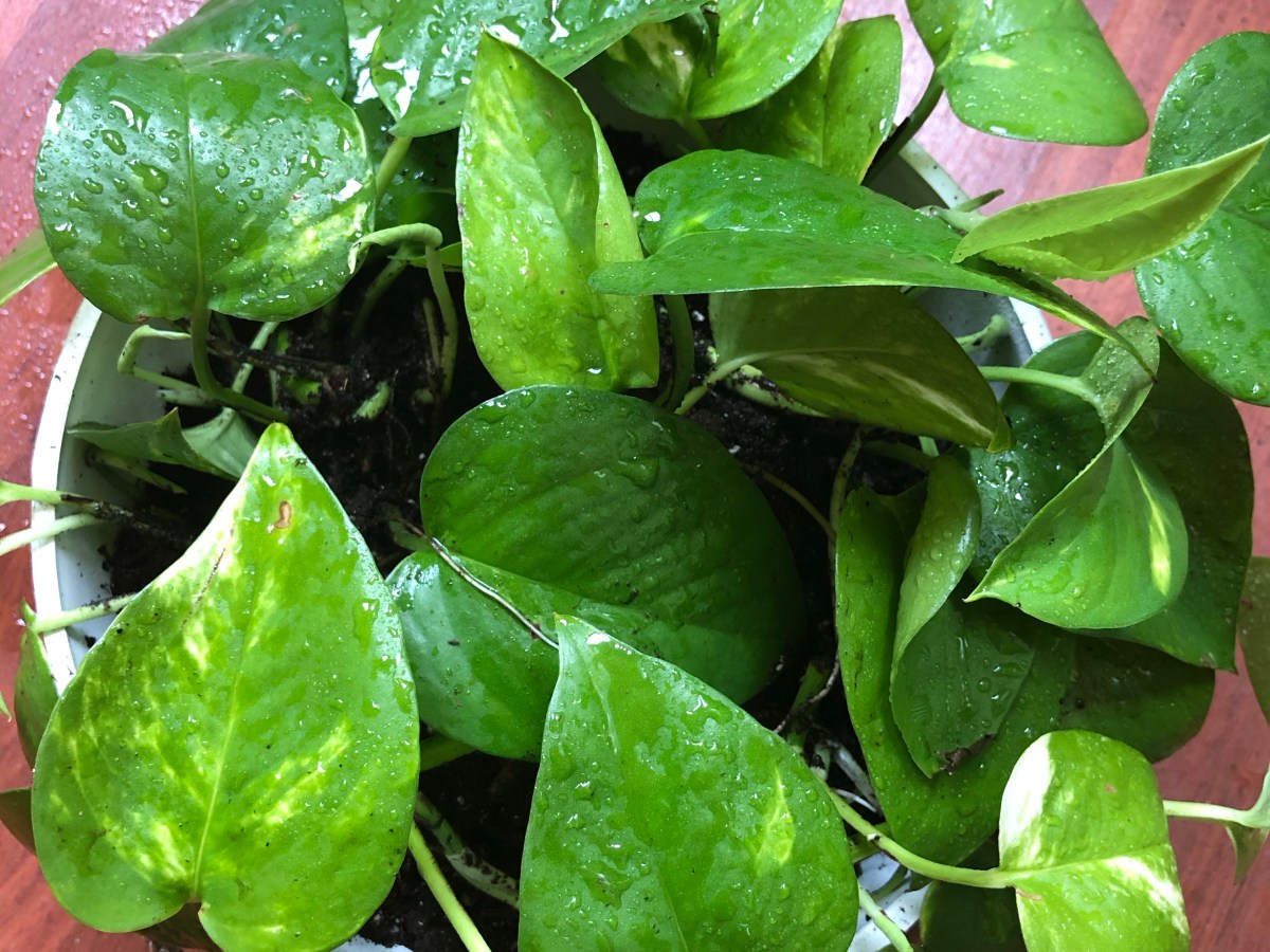 How to: Propagate Golden&nbsp;Pothos!