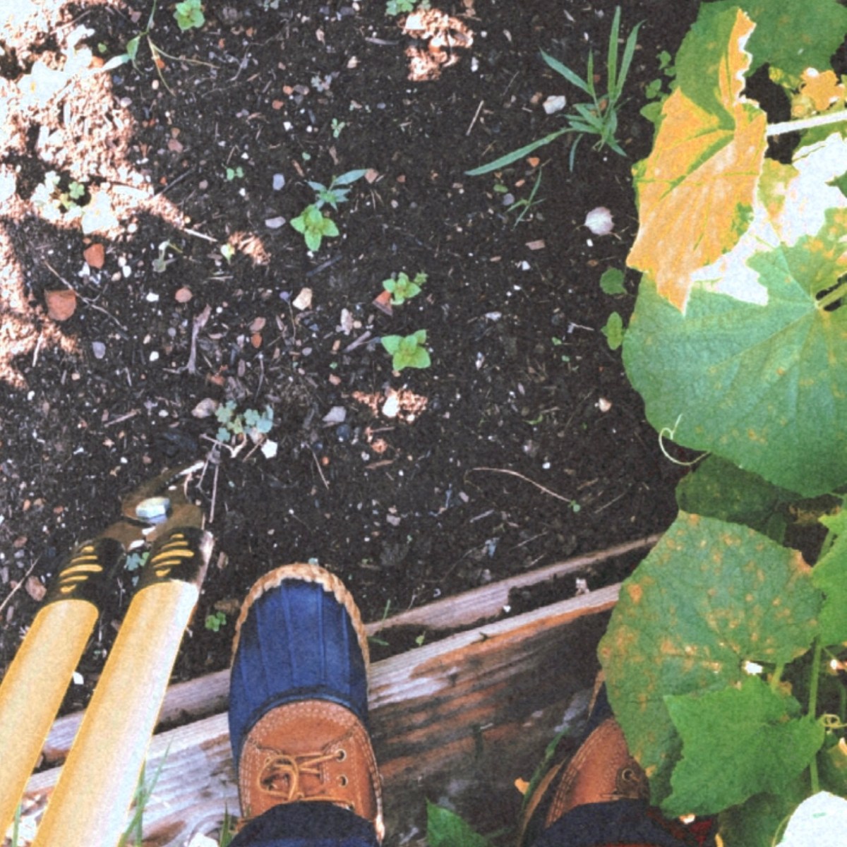 Garden Log #3 – Growth&nbsp;Update