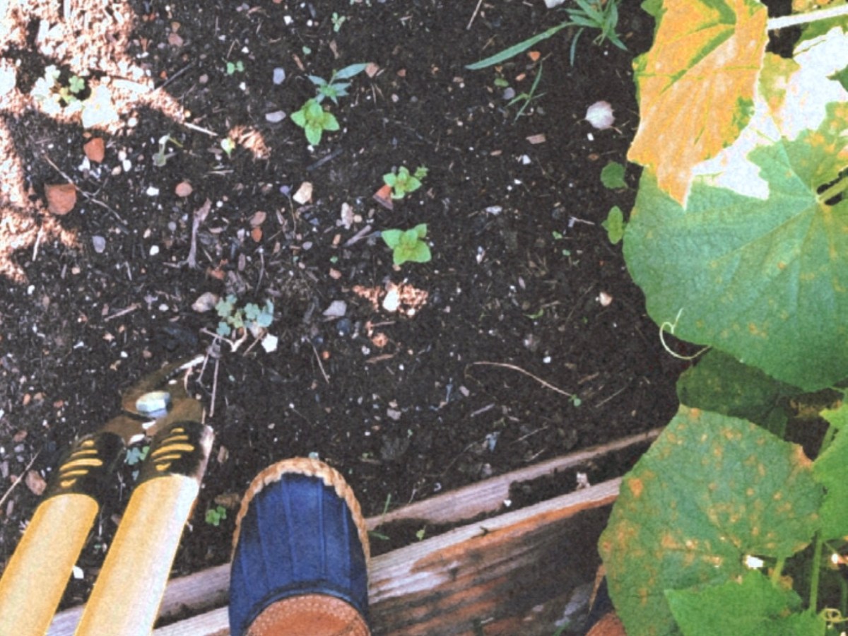 Garden Log #3 – Growth&nbsp;Update