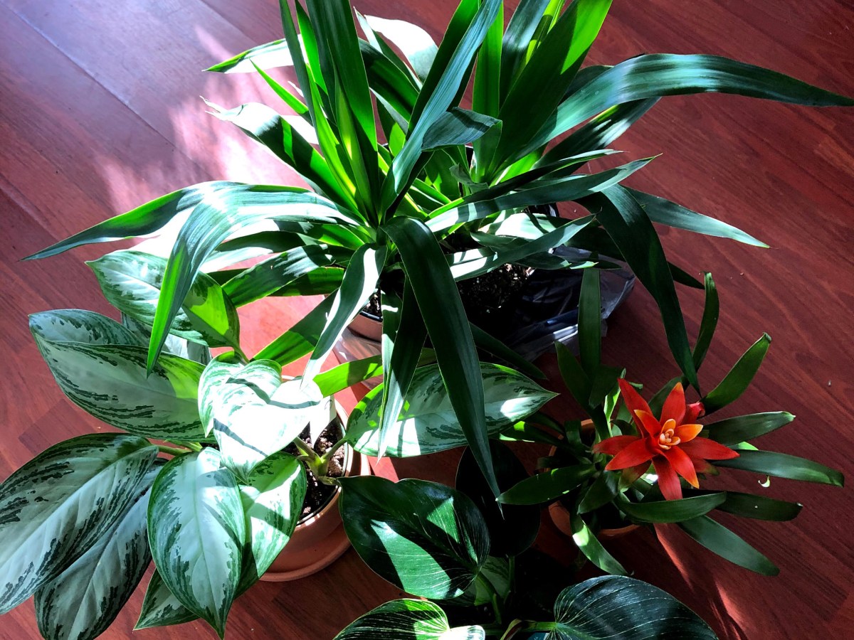 Plant Haul! Check Out the Newest Additions to My Plant&nbsp;Family