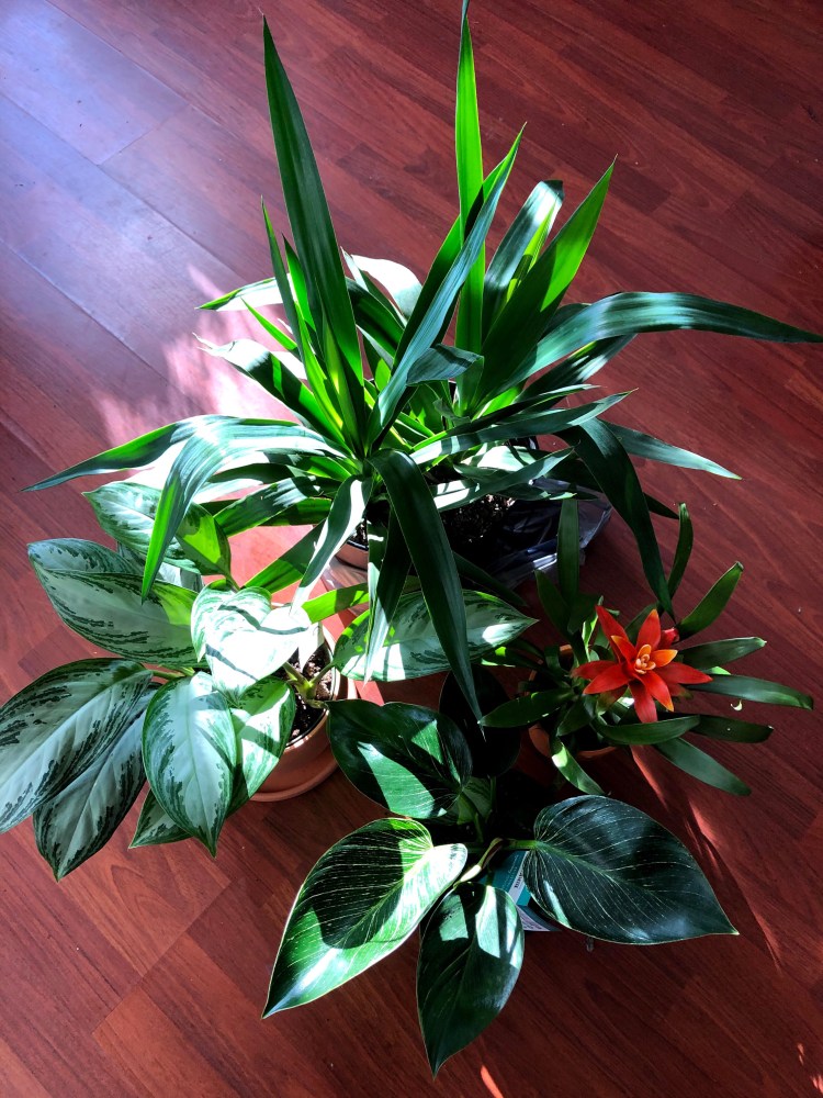 Plant Haul! Check Out the Newest Additions to My Plant&nbsp;Family